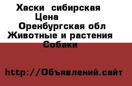 Хаски  сибирская  › Цена ­ 5 000 - Оренбургская обл. Животные и растения » Собаки   